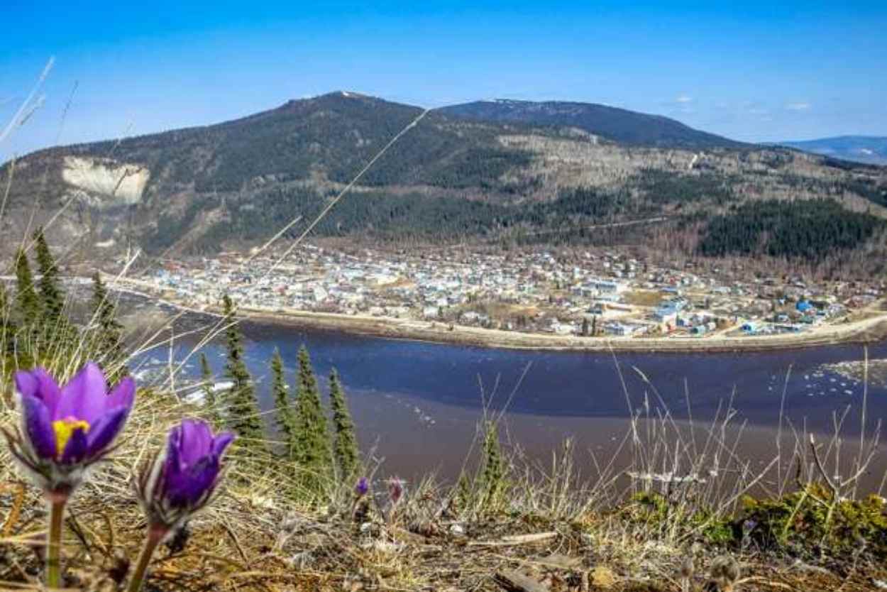 Looking across the Yukon River to Dawson City in the background. Purple crocuses are in bloom in the foreground.